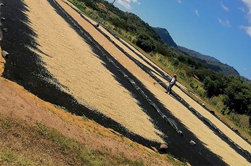 lotes de granos de café Nicaragua