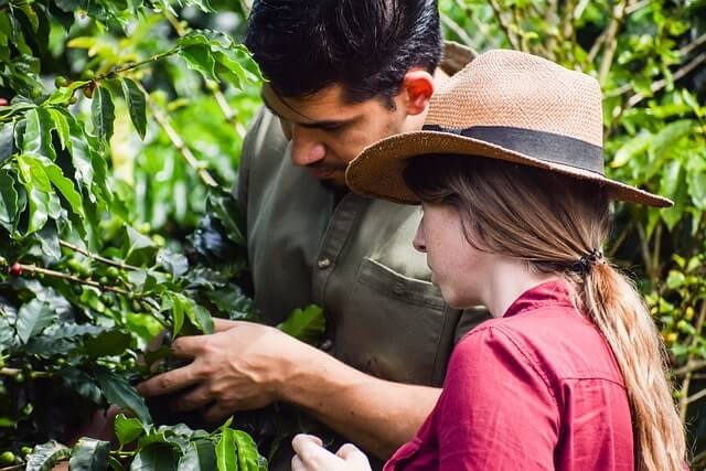recolectores de café Nicaragua